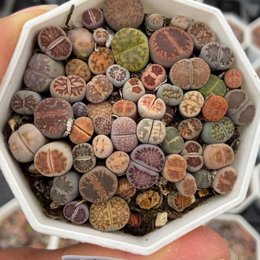 【闪购商品】727一盒混合