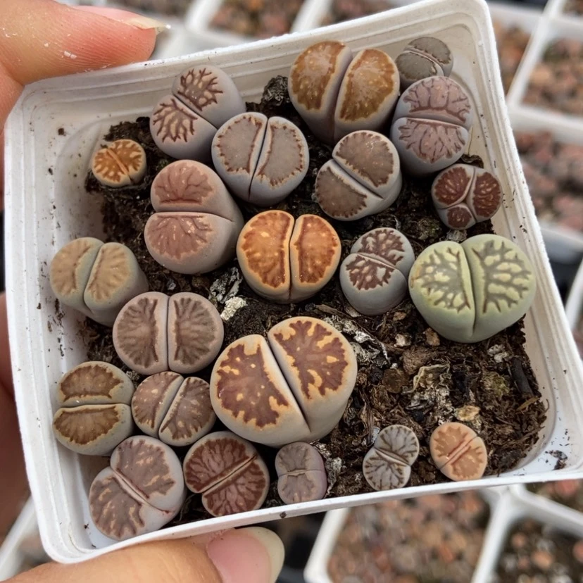 【闪购商品】2281一盒菊