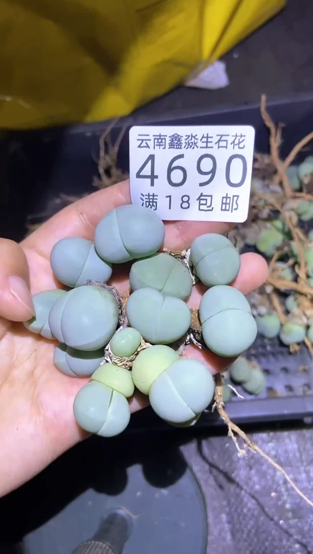 【闪购商品】4690藻玲玉有疤瑕疵发双头5颗量拍