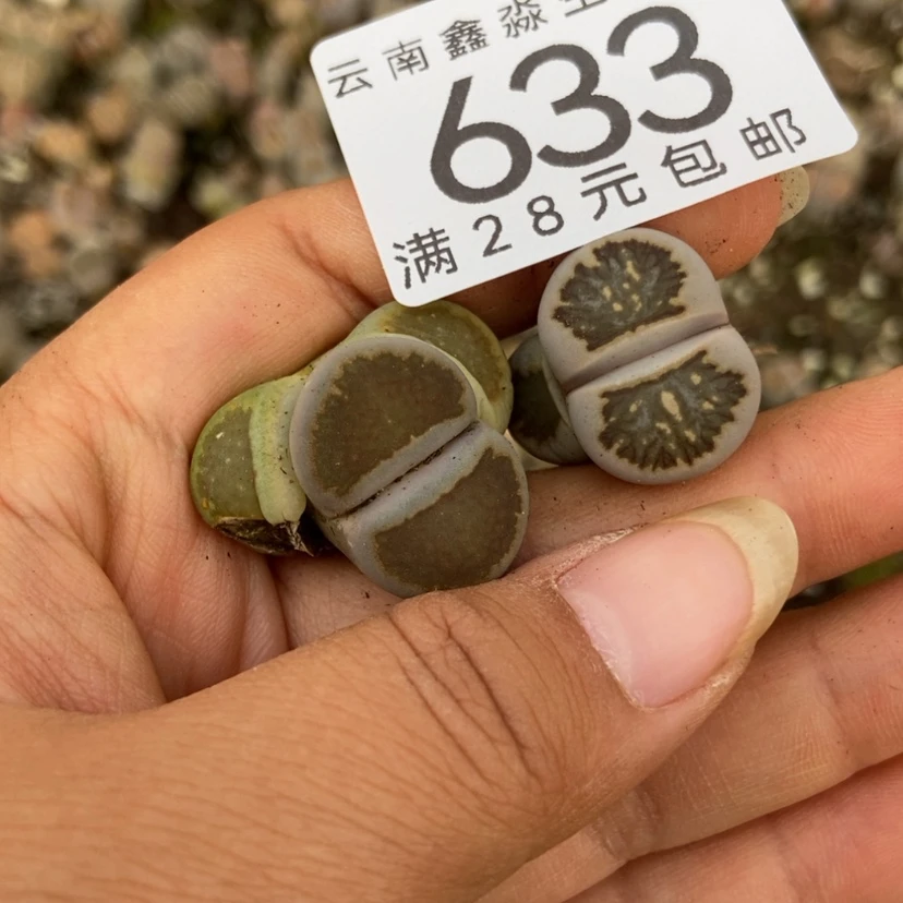 【闪购商品】633两颗