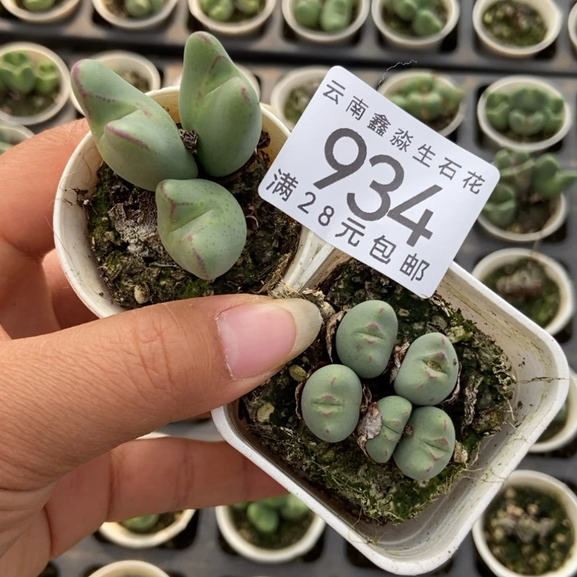 【闪购商品】星**子934两盒