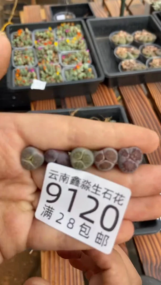 【闪购商品】9120奔驰五颗