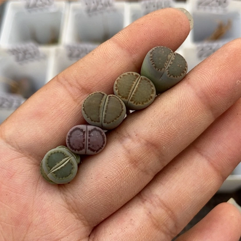 【闪购商品】2301特价饼干5颗