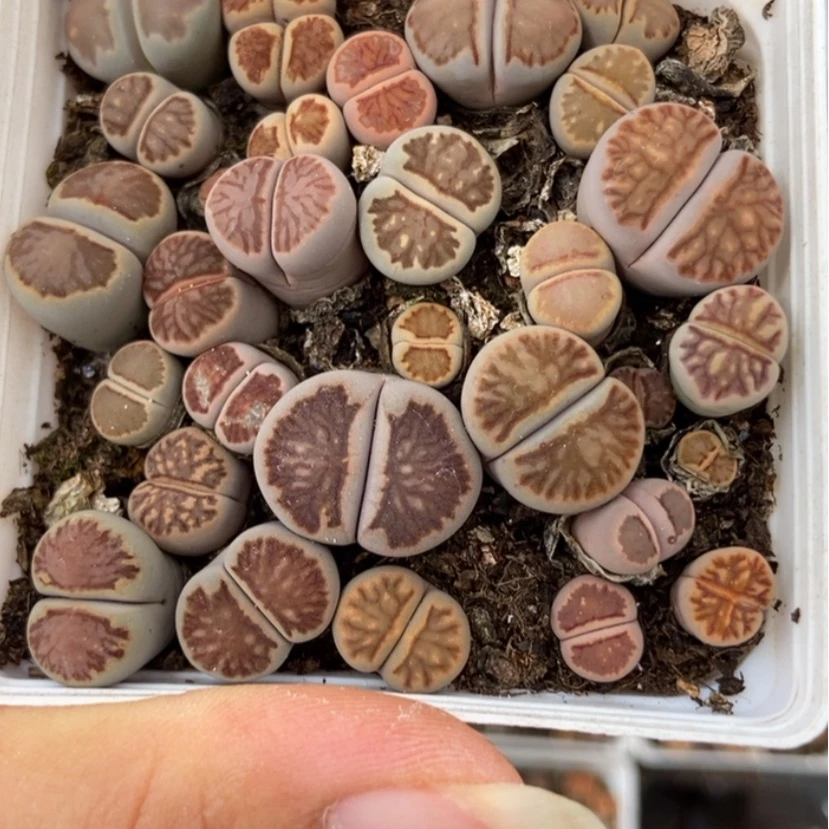【闪购商品】2563一盒菊