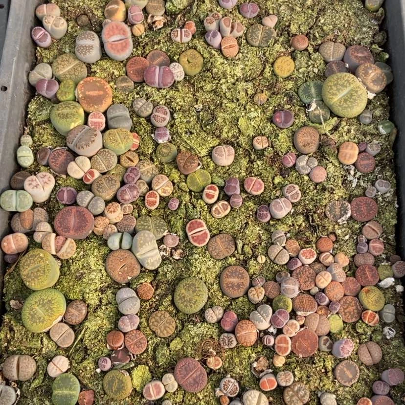 【闪购商品】9626特价混合只带土有疤个头小