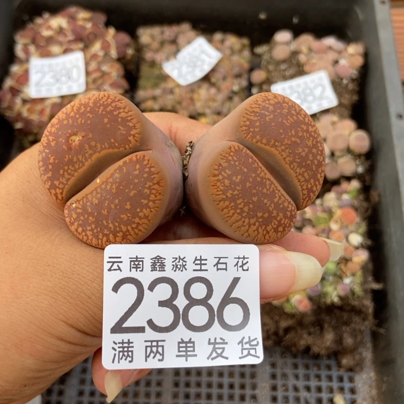 【闪购商品】2386一颗日轮