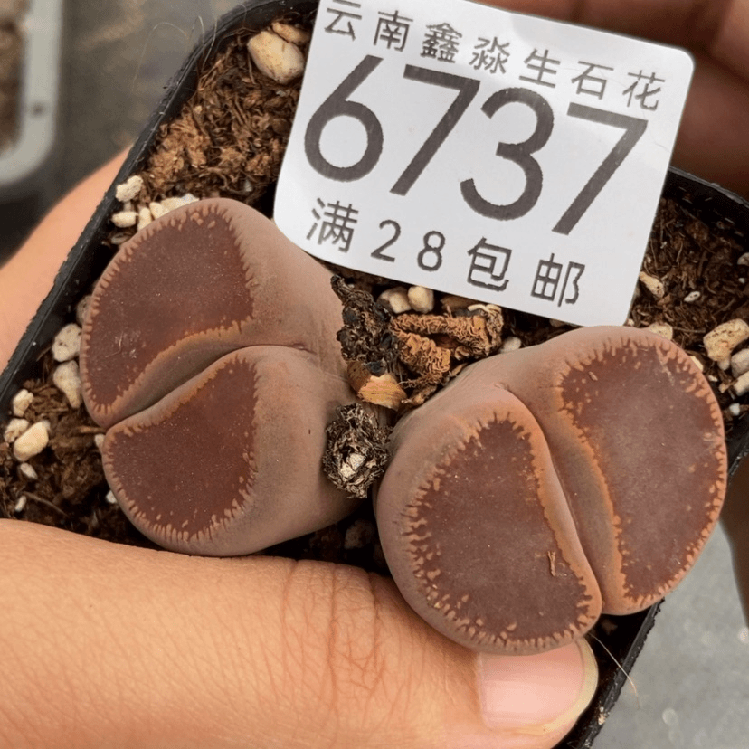 【闪购商品】6737特价1盒日轮玉