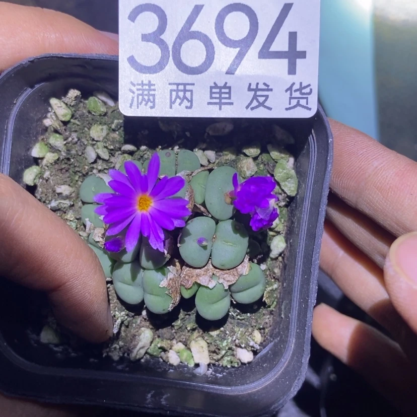 【闪购商品】醉*枫3694红花小锥群