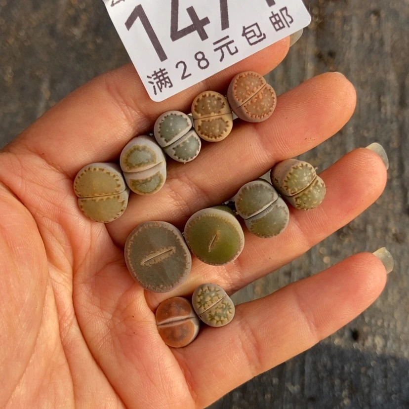 【闪购商品】菜*1471十一颗