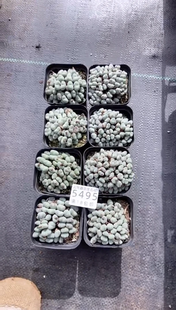【闪购商品】5495口笛发货1盒量拍