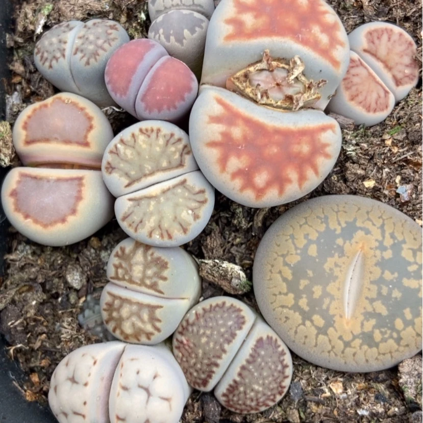 【闪购商品】109脱土四盒特有疤长腿个头小