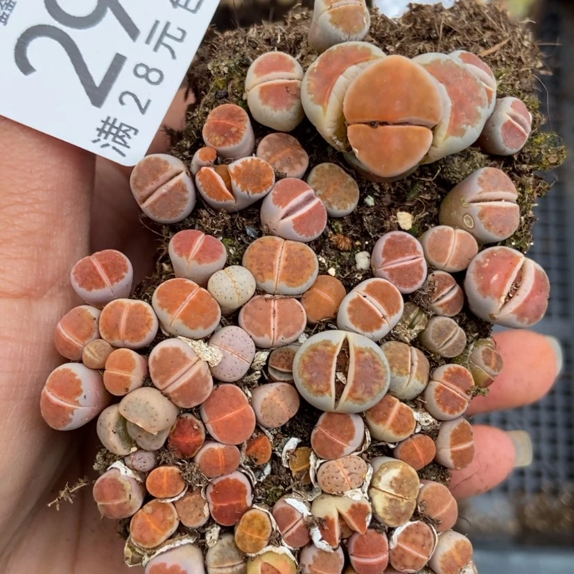 【闪购商品】290红窗切糕