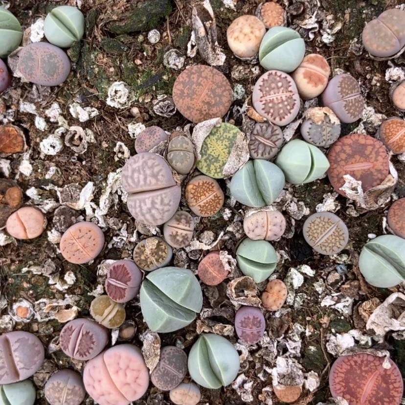 【闪购商品】5247特价混合只带土有疤个头小