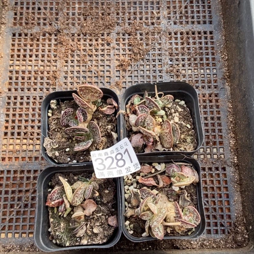 【闪购商品】3281特价两盒水泡量拍