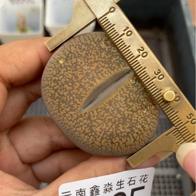 【闪购商品】2585特价日轮一颗有疤