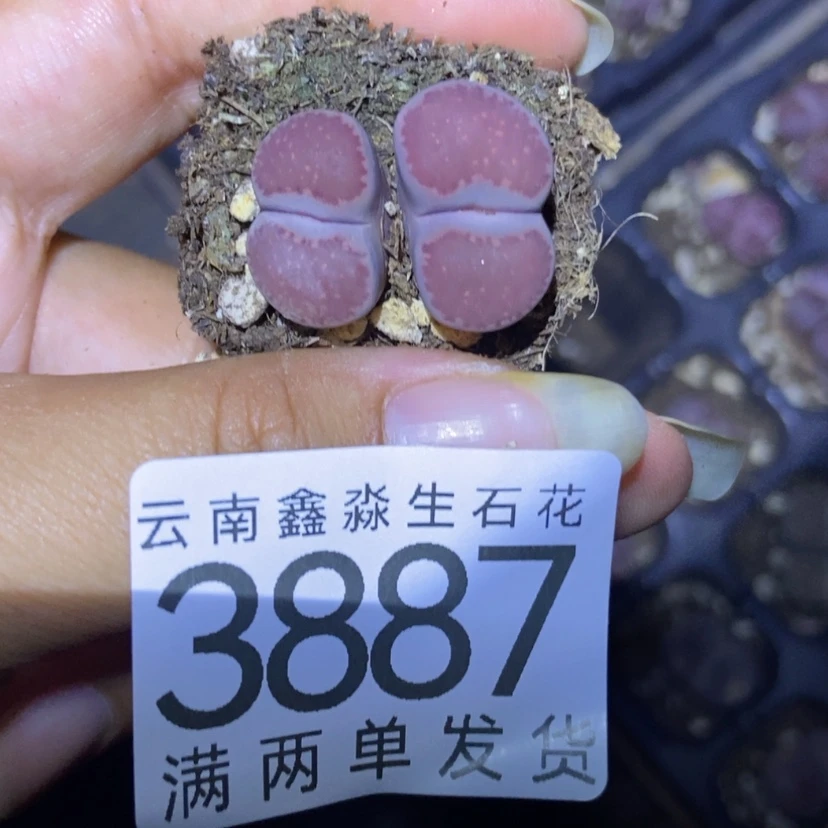 【闪购商品】3887一颗紫混