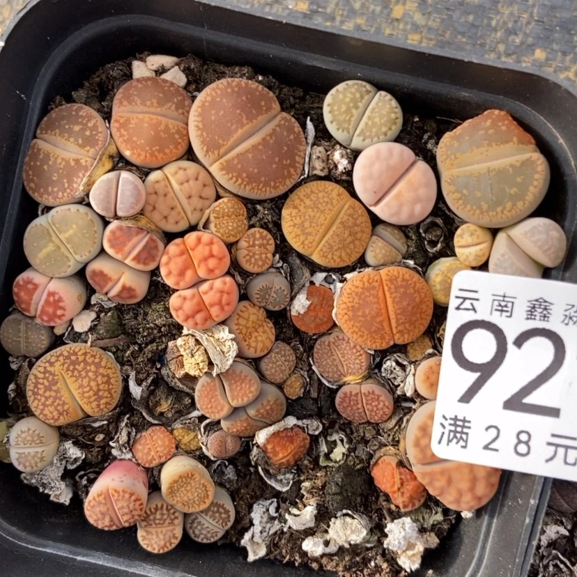 【闪购商品】9210两盒特