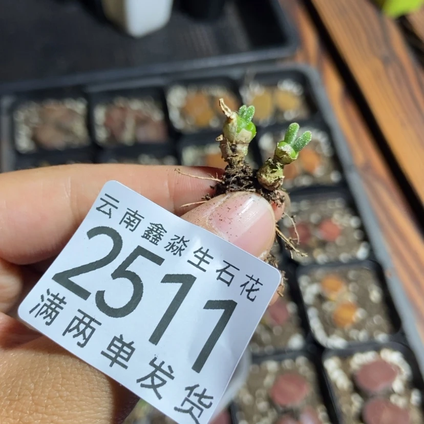 【闪购商品】2511特价2个单头