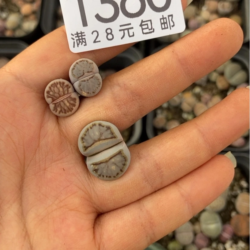 【闪购商品】H*1380三颗