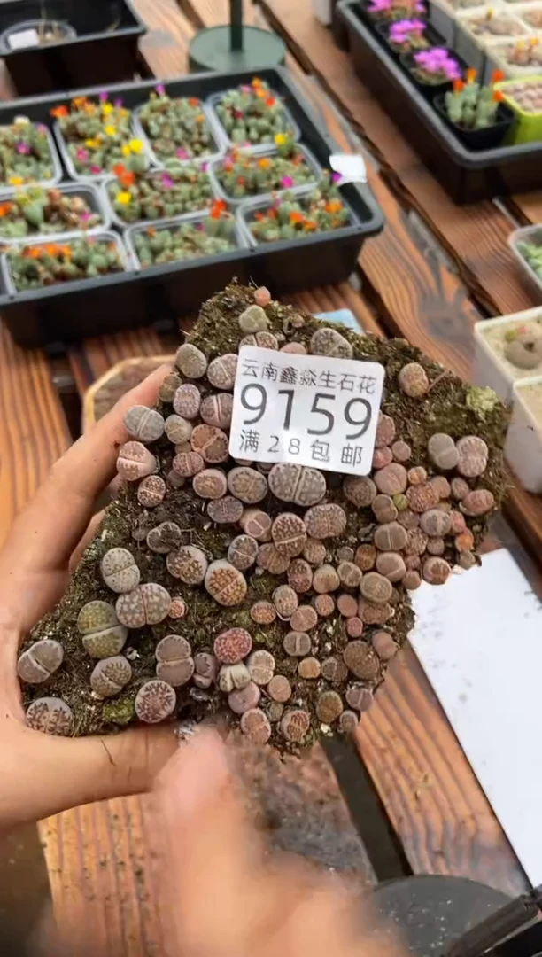 【闪购商品】9159寿丽玉切糕