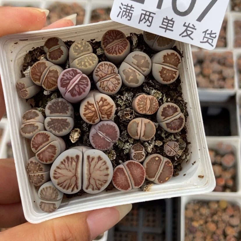 【闪购商品】2107一盒菊长腿