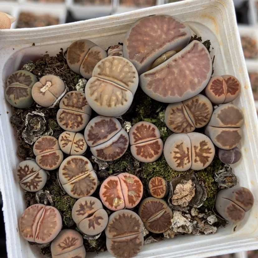 【闪购商品】3324一盒菊