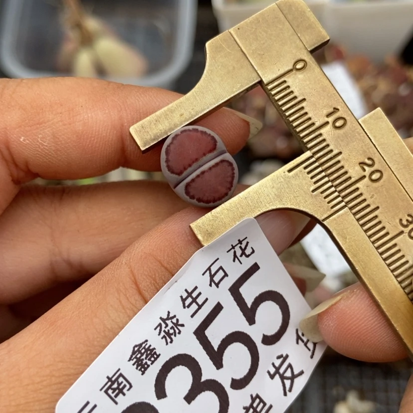 【闪购商品】3355一颗紫饼干