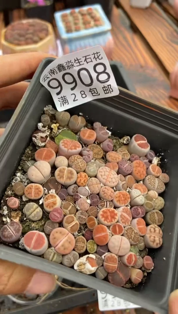 【闪购商品】9908十方混合发货一盒