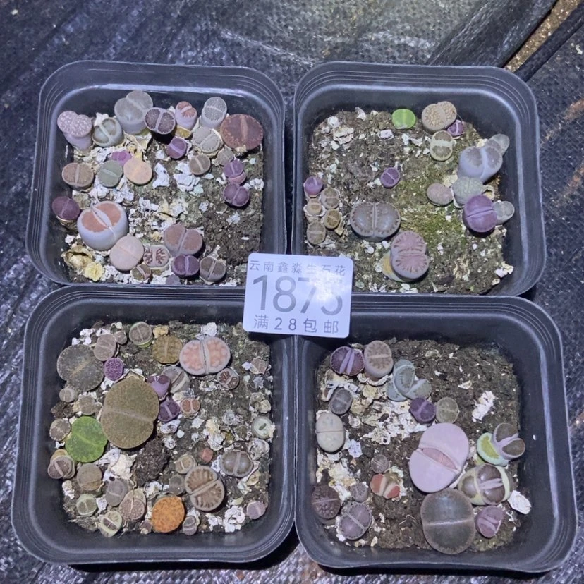 【闪购商品】1875特价4盒脱土有疤长腿个头小