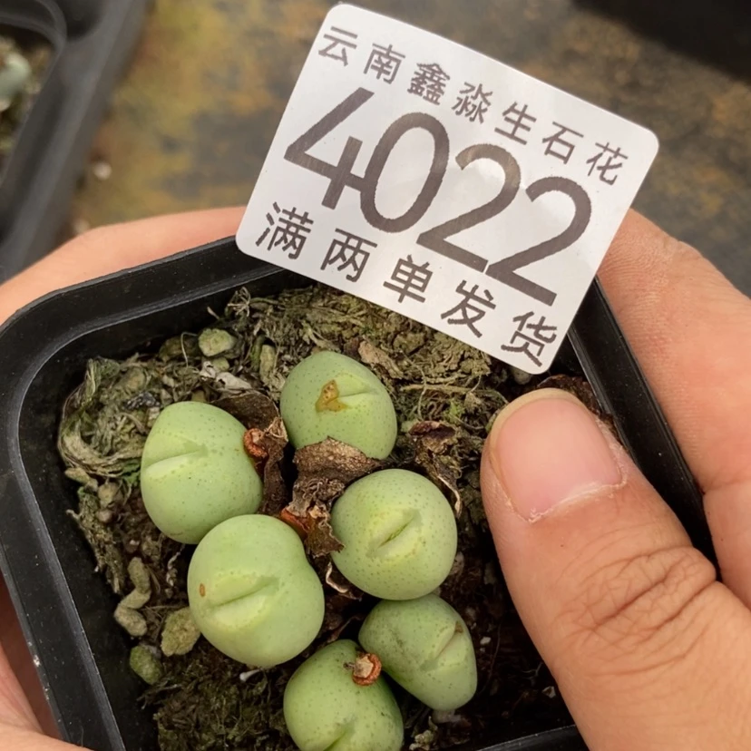 【闪购商品】4022嘟嘟嘴1盆