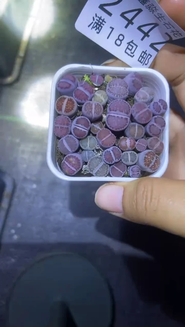 【闪购商品】2442紫色混合微瑕一盒