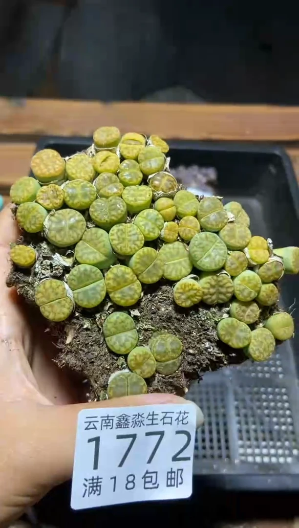 【闪购商品】1772黄明玄切糕有疤瑕疵