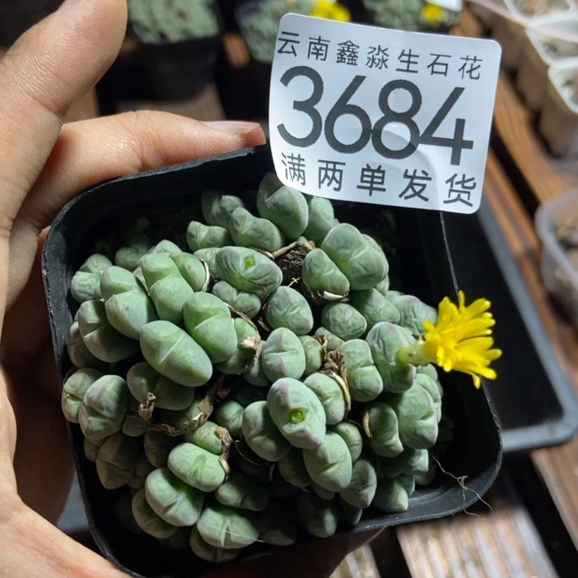 【闪购商品】3684特价1盒大群口笛