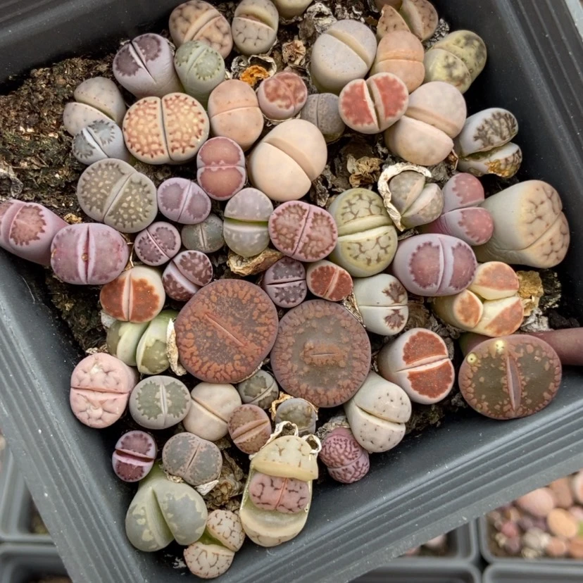 【闪购商品】9995一盒混合有疤长腿