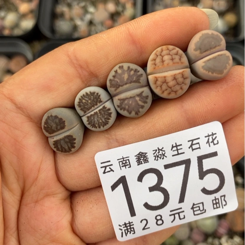 【闪购商品】1375五颗