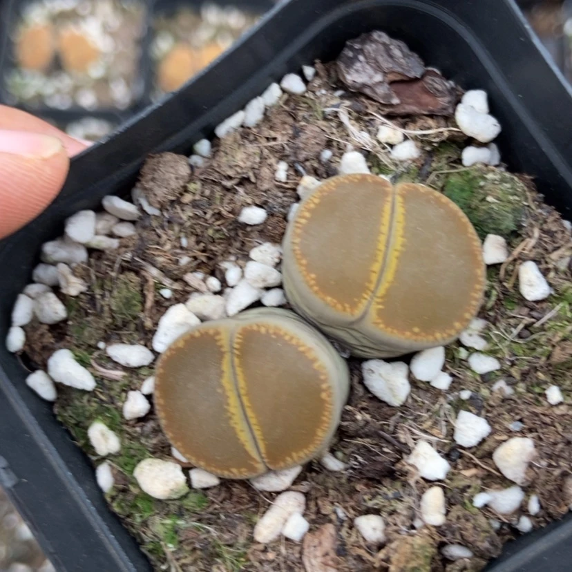 【闪购商品】6264一盒日轮