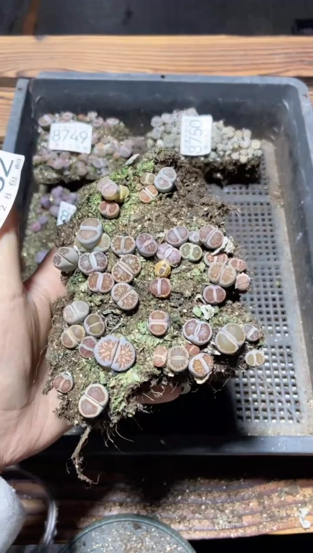 【闪购商品】8752菊切糕微瑕