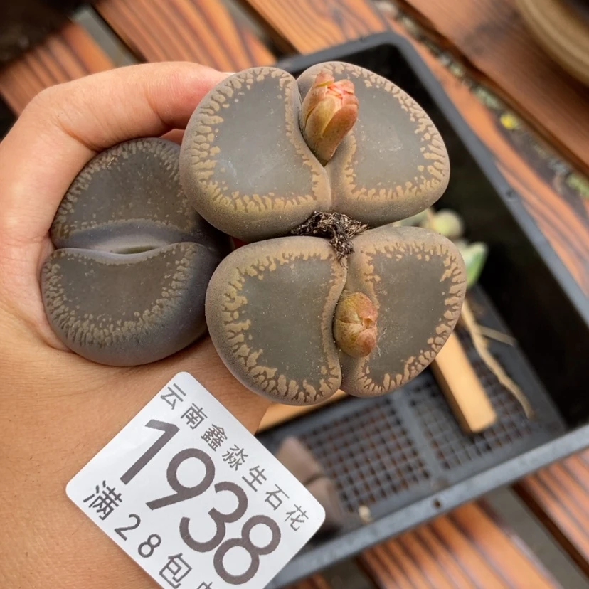 【闪购商品】多****1938特价2个巨无霸