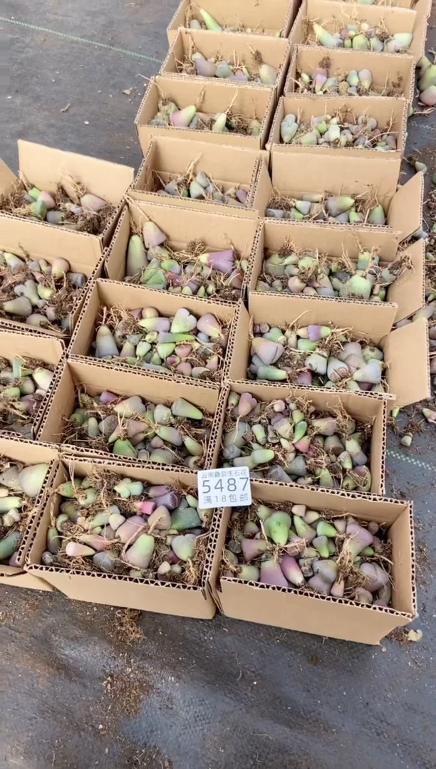 【闪购商品】5487散装混合有疤瑕疵长腿发货一箱量拍