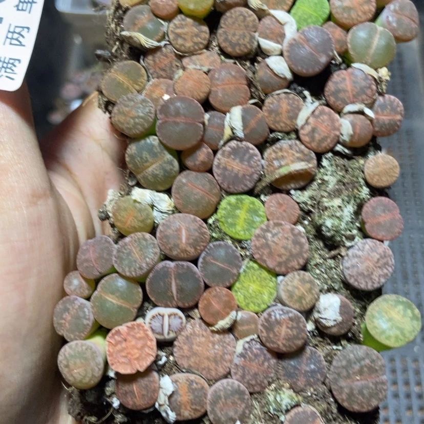 【闪购商品】2189紫熏切糕