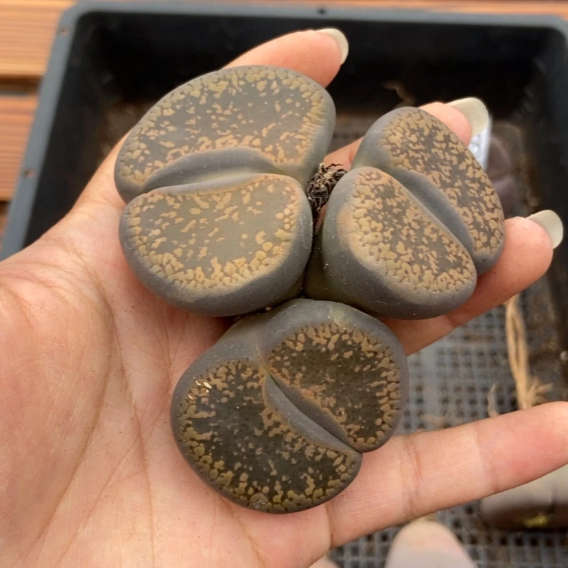 【闪购商品】2180一颗日轮