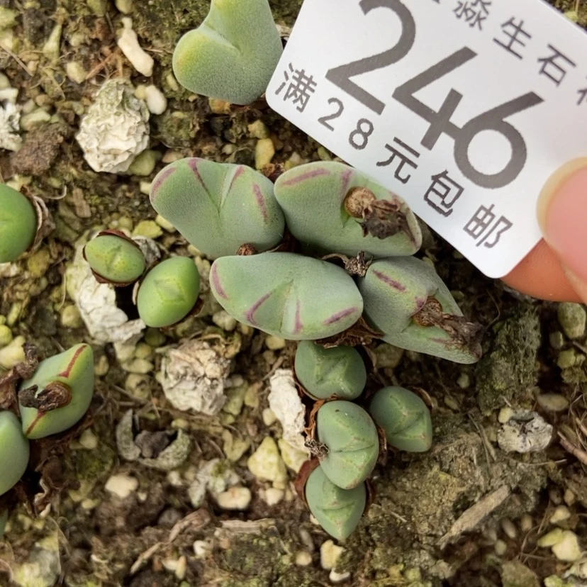 【闪购商品】嘿*246一颗