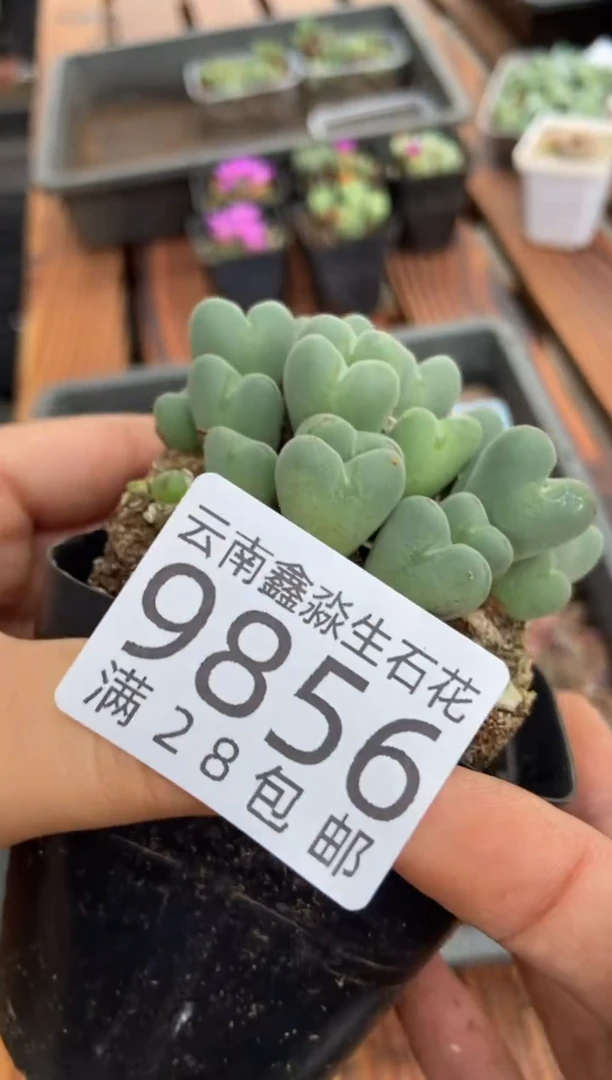 【闪购商品】9856口笛一盒