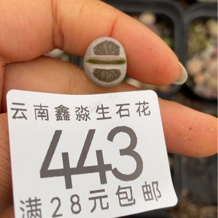 【闪购商品】陈*陈443一颗