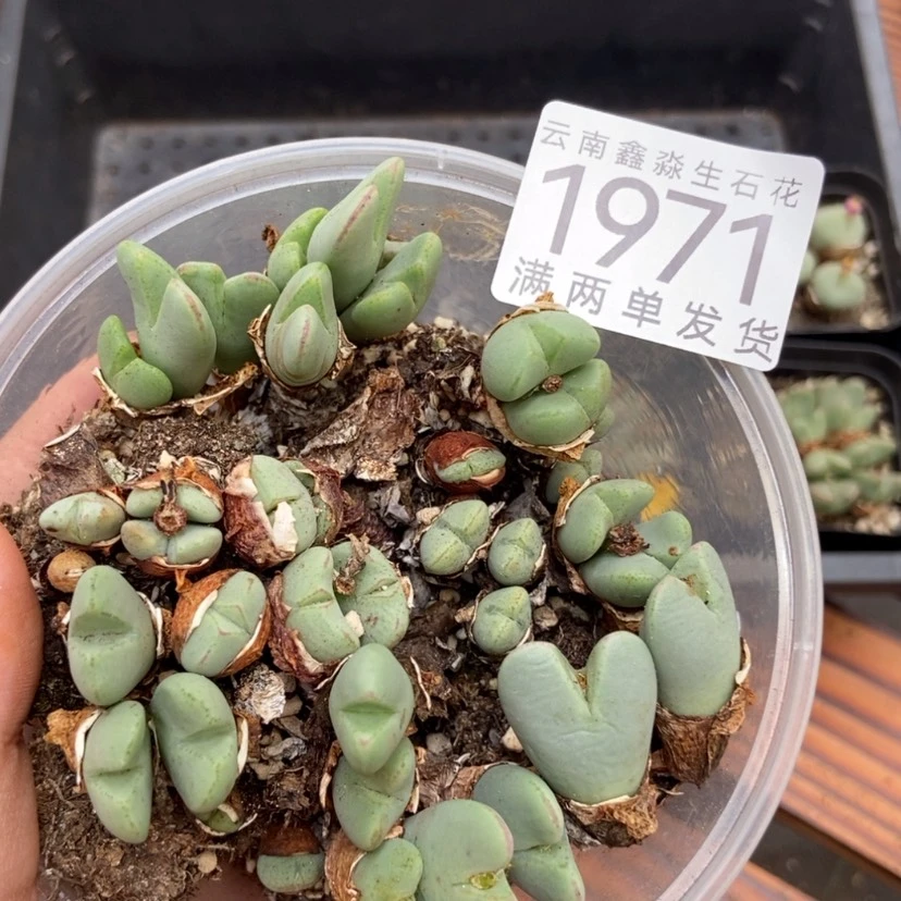 【闪购商品】1971特价1碗少将切糕