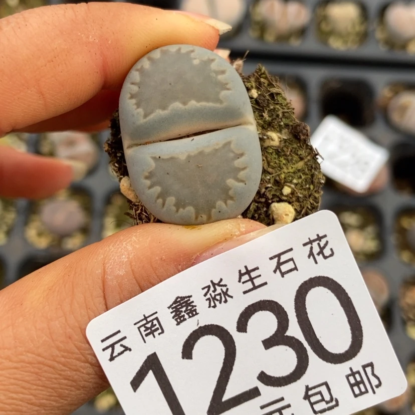 【闪购商品】1230一颗