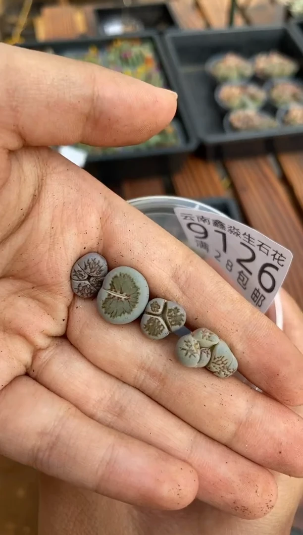 【闪购商品】9126奔驰怪四颗