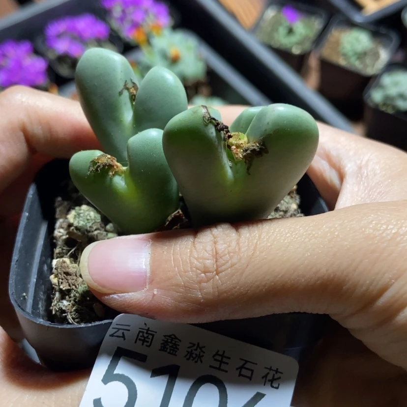 【闪购商品】5106特价1盒大将