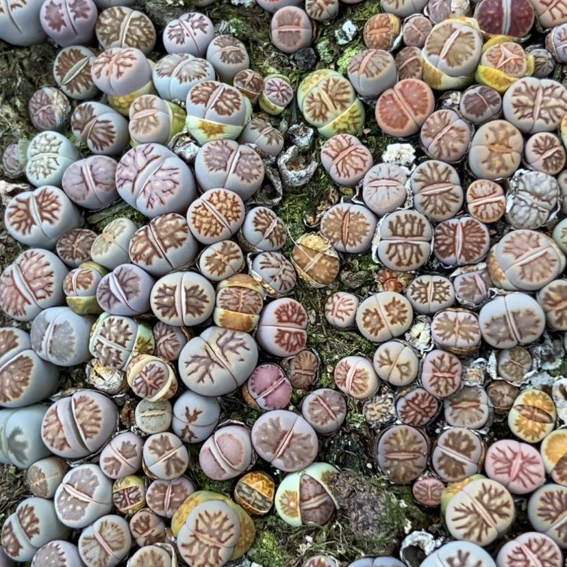 【闪购商品】上*?9998一筐菊有疤个头小