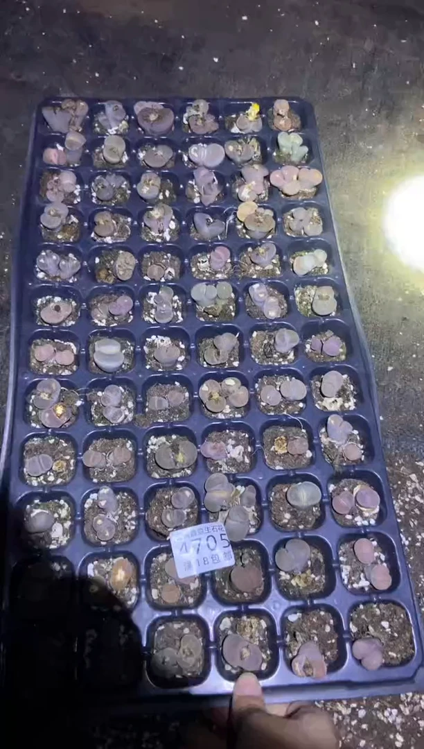 【闪购商品】4705碧琉璃有疤瑕疵长腿发货一盘不售后